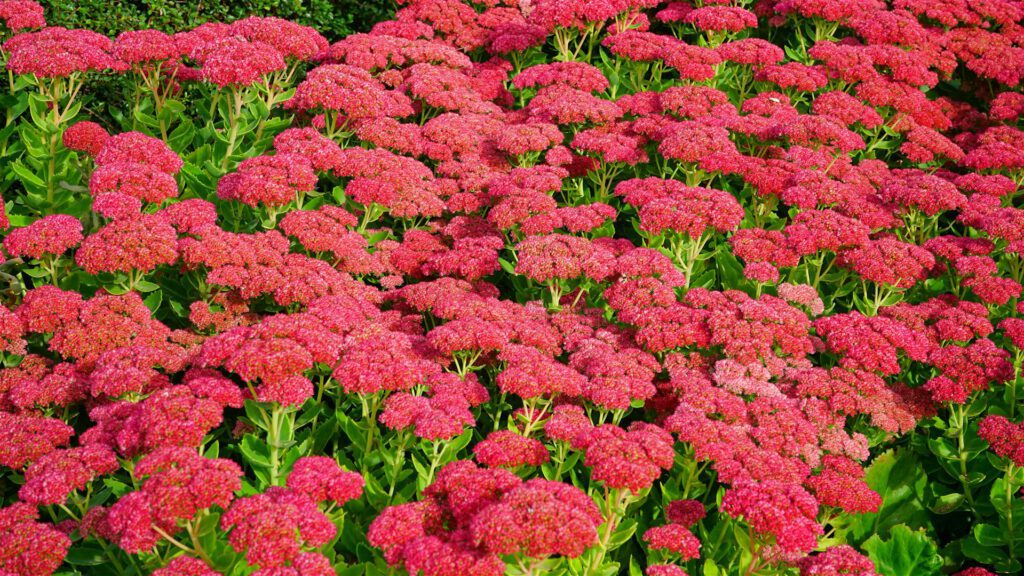 Blühende Fetthenne (Sedum) mit zahlreichen rosafarbenen Blüten im sonnigen Gartenbeet.
