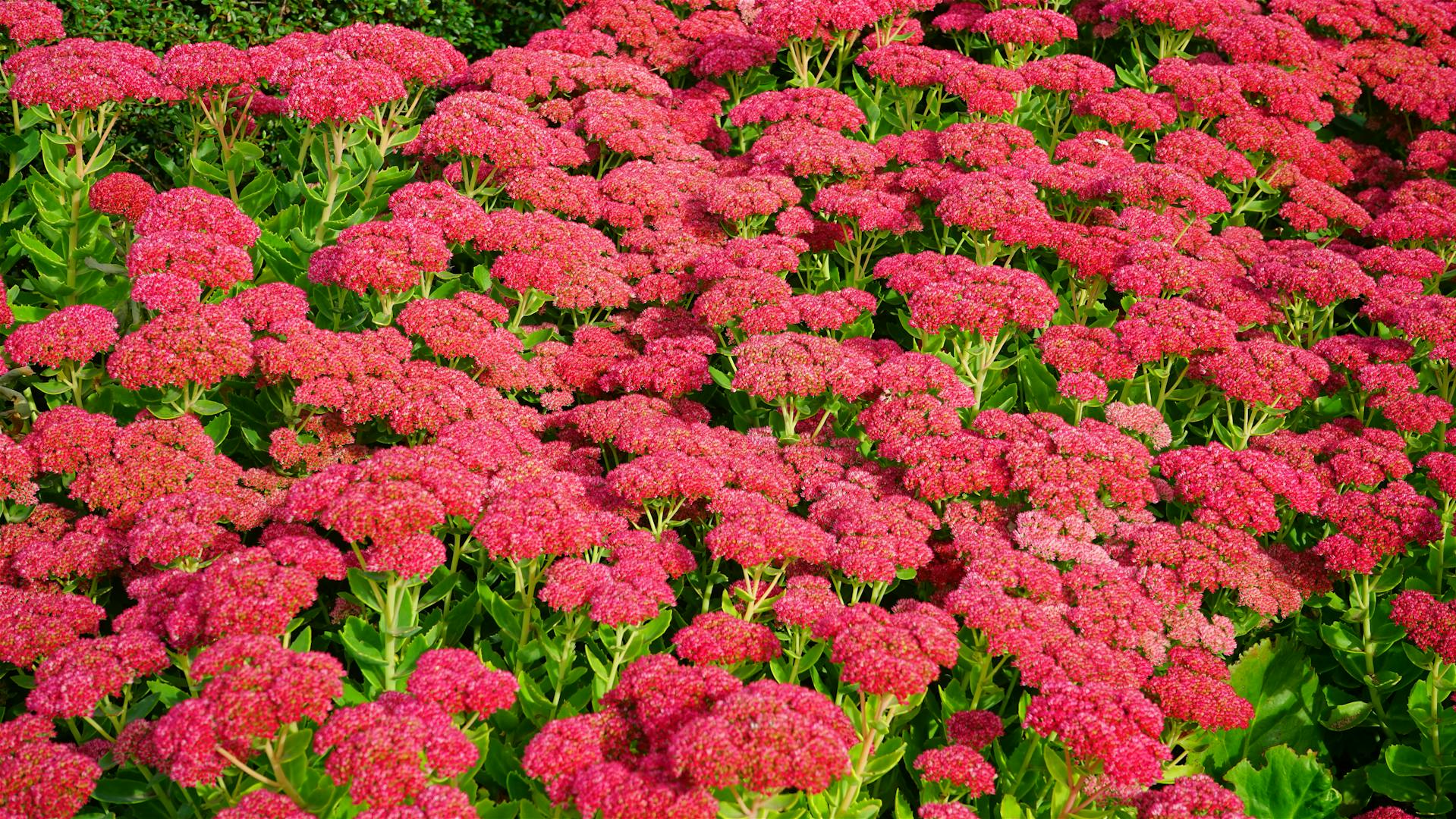 Blühende Fetthenne (Sedum) mit zahlreichen rosafarbenen Blüten im sonnigen Gartenbeet.