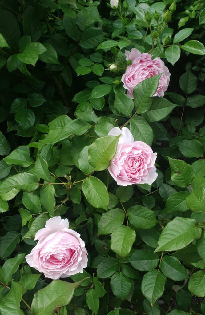 Das bild zeigt Pink Blühende Rosen