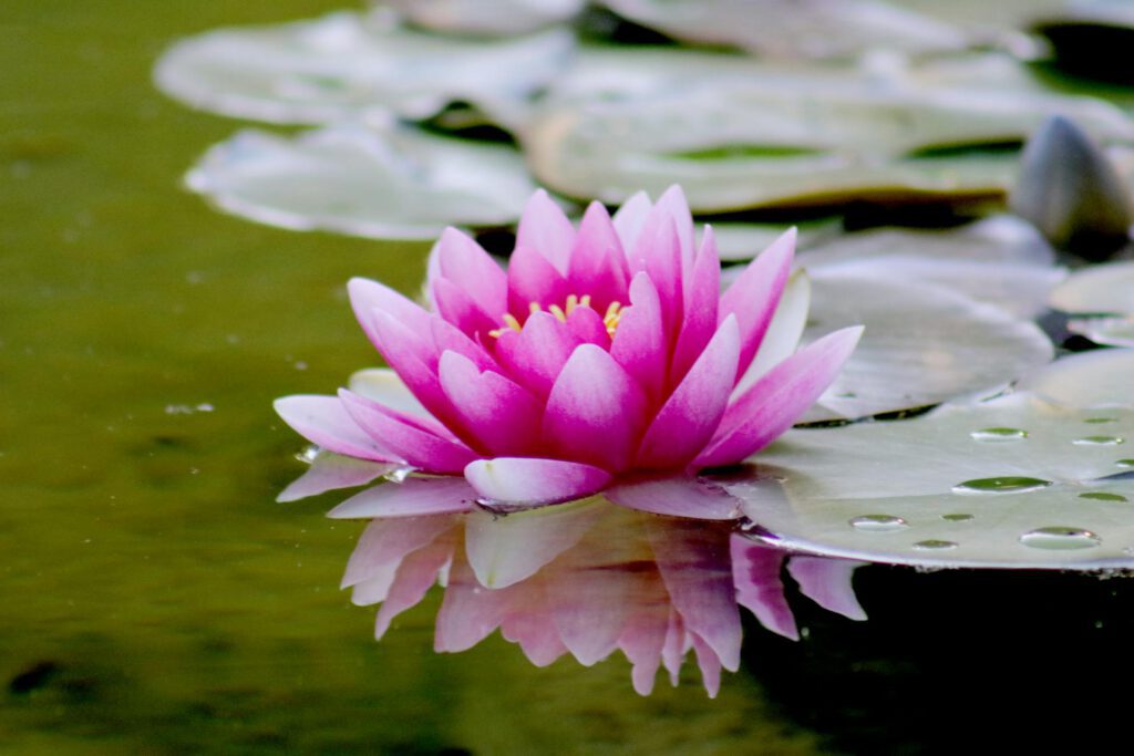 Rosa Seerosen mit Seerosenblättern auf einem Gartenteich