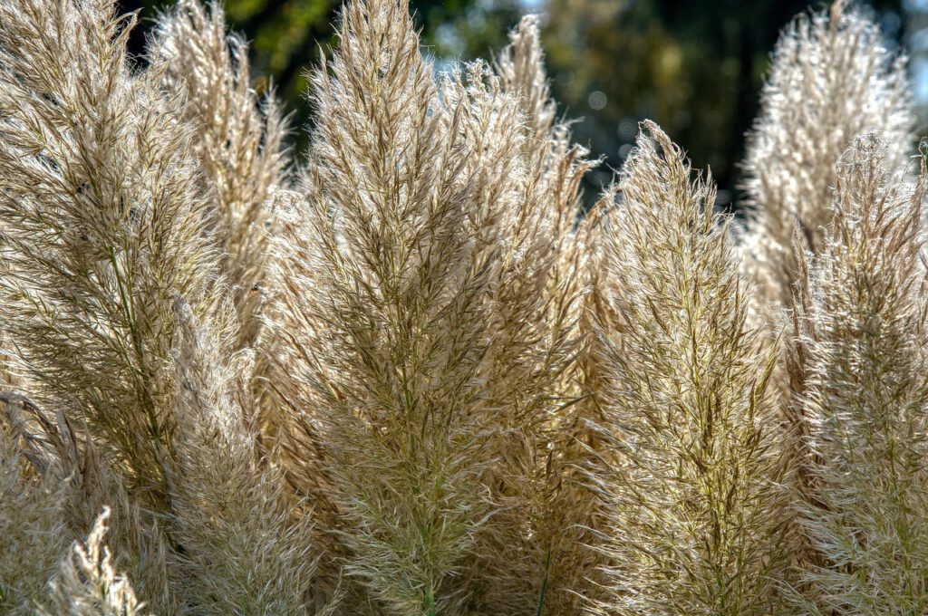 Großes Pampasgras mit cremefarbenen Blütenrispen im sonnigen Garten Bildunterschrift: Pampasgras (Cortaderia selloana) – beeindruckender Blickfang mit minimalem Pflegeaufwand