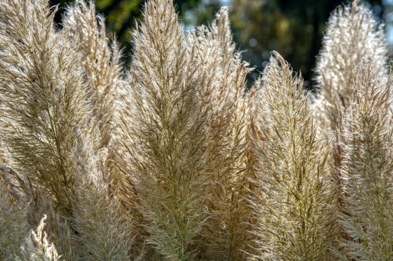 Großes Pampasgras mit cremefarbenen Blütenrispen im sonnigen Garten Bildunterschrift: Pampasgras (Cortaderia selloana) – beeindruckender Blickfang mit minimalem Pflegeaufwand