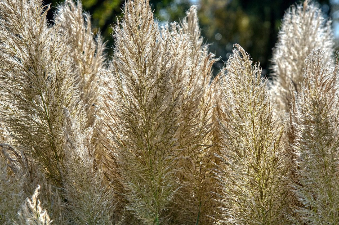 Großes Pampasgras mit cremefarbenen Blütenrispen im sonnigen Garten Bildunterschrift: Pampasgras (Cortaderia selloana) – beeindruckender Blickfang mit minimalem Pflegeaufwand