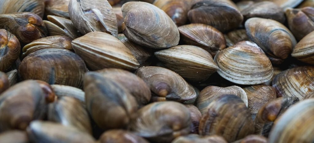 Muscheln im Gartenteich
