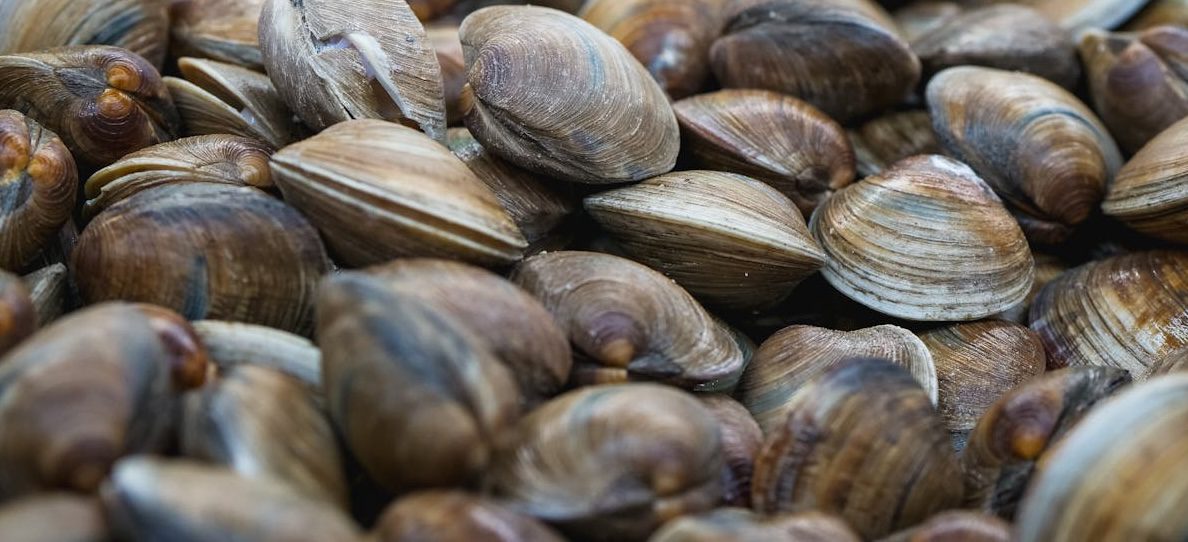 Muscheln im Gartenteich