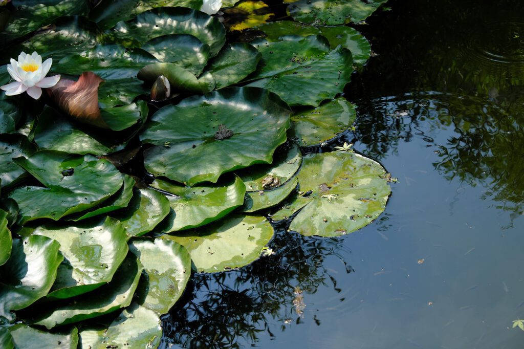 Wie tief sollte ein Gartenteich sein?