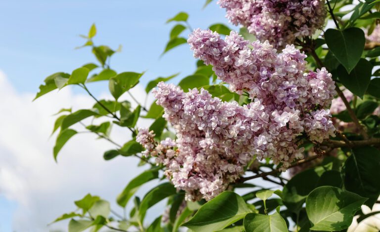 Lila Fliederblüten von Syringa vulgaris vor blauem Himmel im Garten