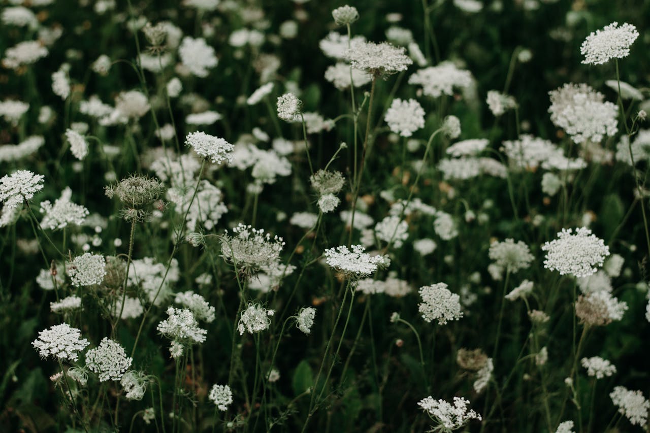 Weiße Blüten der Wilden Möhre auf einer grünen Wiese, Daucus carota, Insektenfreundliche Pflanze.