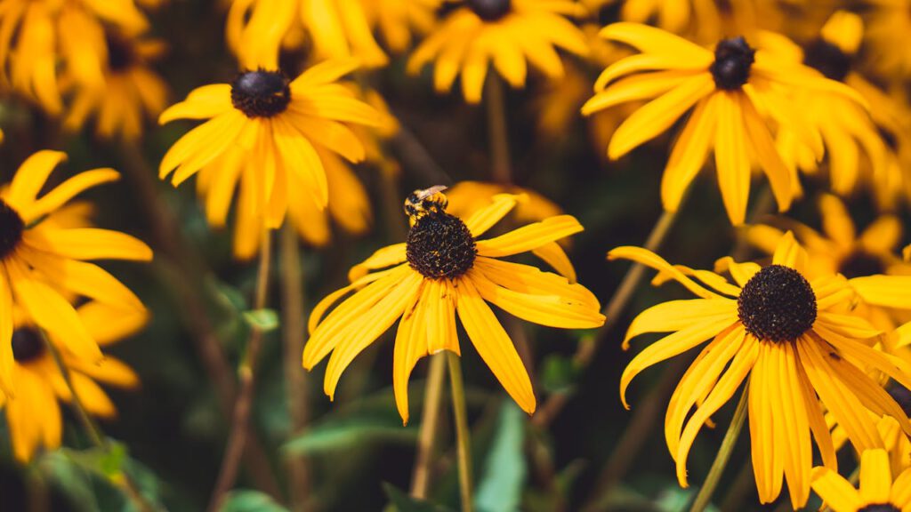 Leuchtend gelbe Sonnenhut-Blüten (Rudbeckia fulgida) mit dunklem Blütenkopf im Gartenbeet
