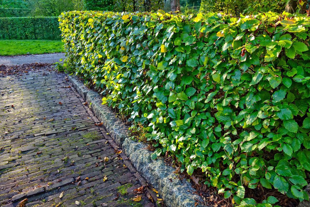 Gepflegte Hecke entlang einer Grundstücksgrenze als Beispiel für den richtigen Grenzabstand beim Hecke pflanzen.