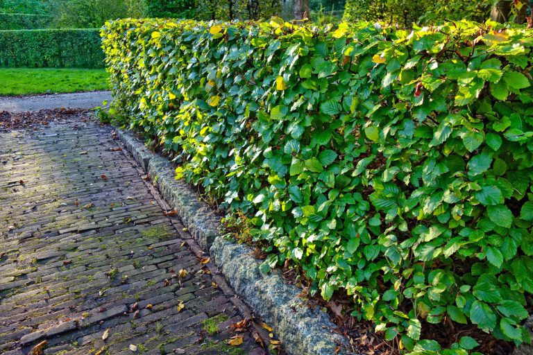 Gepflegte Hecke entlang einer Grundstücksgrenze als Beispiel für den richtigen Grenzabstand beim Hecke pflanzen.